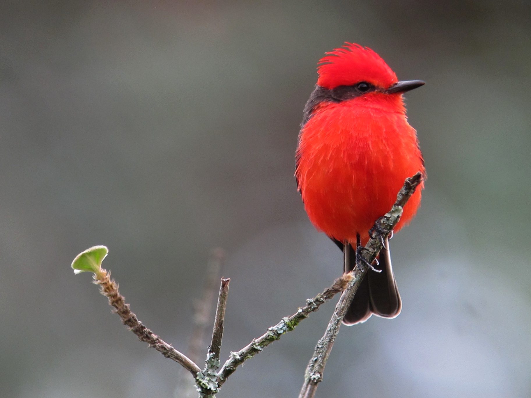 File:Pyrocephalus rubinus Titiribí pechirrojo Vermilion Flycatcher (male) (25352802099).jpg - Wikimedia Commons